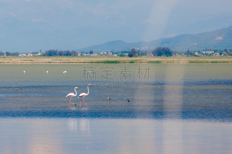 鸟类,湖,希腊,艾丽丝,火烈鸟,动物,居住区,休息,拜访,挨着