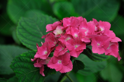 八仙花属,红色,植物,水平画幅,无人,亚洲,东京,日本,日野,摄影