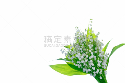 铃兰,美,水平画幅,无人,五月,夏天,特写,百合花,俄罗斯,花束