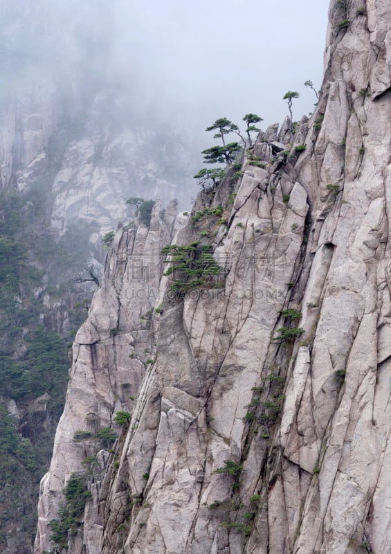 安徽省,中国,黄山,北海市,松林,野生动物保护区,黄山山脉,松科,岩层,峡谷