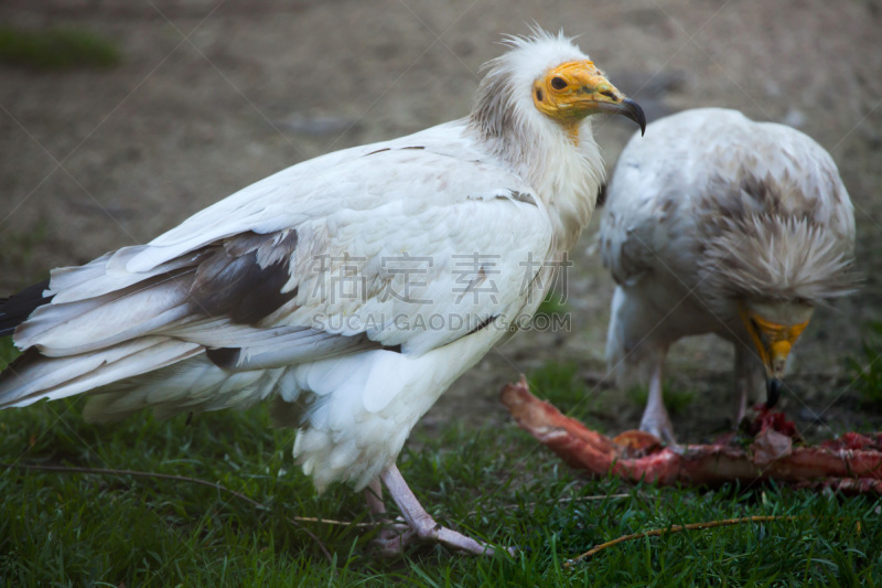 egyptian vulture,自然,饮食,野生动物,食肉鸟,水平画幅,鸟类,秃鹰,非洲,埃及