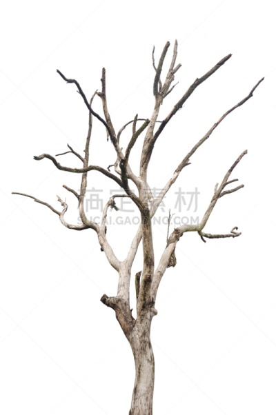 死亡的植物,古老的,一个物体,分离着色,枝,秃树,干的,树林,树干,木制