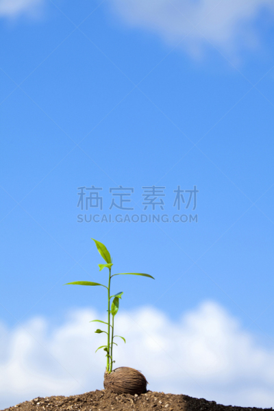 秧苗,现代,自然,垂直画幅,天空,绿色,云,地形,无人,蓝色