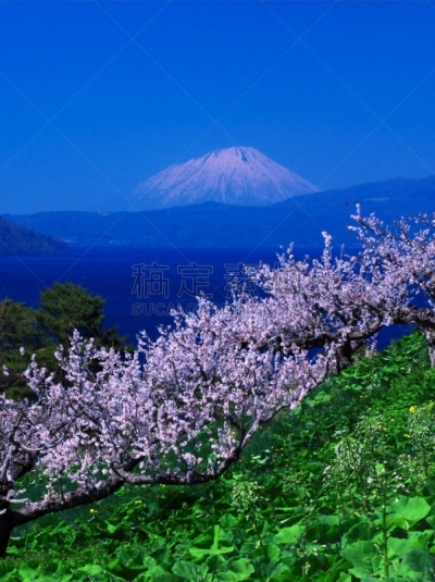 洞爷湖,北海道,富士山,非凡的,风景,欲望,有珠山,梅子,羊蹄山,梅花