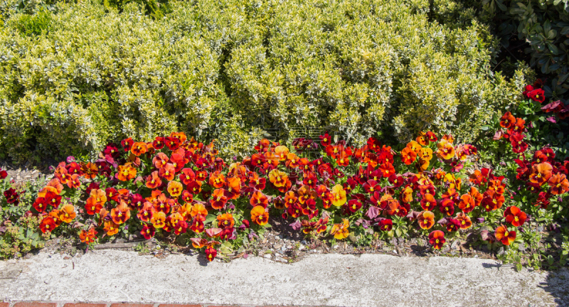 Beautiful flowers as a background