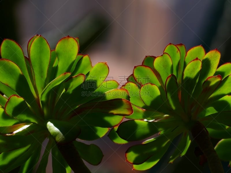 紫叶莲花掌,自然,植物,水平画幅,肉质植物,无人,叶子,法国,背景,摄影