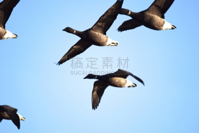 黑雁,鸟类,冬天,一群鸟,黑色,浅腹黑雁,动物迁徙,雁属,野生动物,云