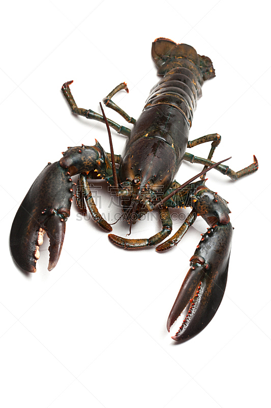 龙虾,垂直画幅,螃蟹,饮食,室内,无人,甲壳动物,剪刀,生食,海产