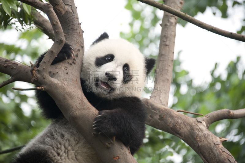 大熊猫,幼小动物,成都,图像,哺乳纲,动物,无人,研究处所,黑白图片