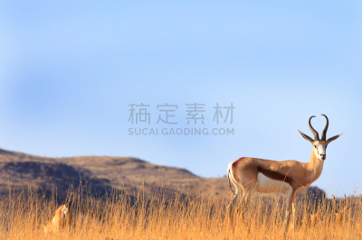 黑斑羚,天空,蓝色,背景,自然,分离着色,达马拉兰,野生动物,水平画幅,山
