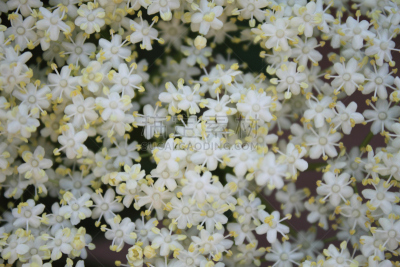 Elder flowers