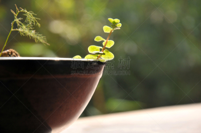 盆景,植物,枯山水,东方石景花园,软垫,伐木搬运业,长椅,水平画幅,无人,木材