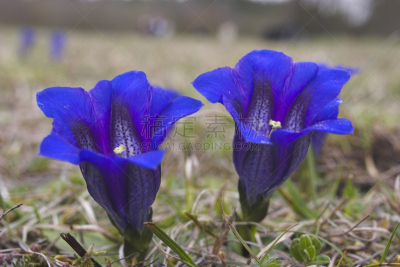 龙胆属植物,小号,自然,水平画幅,山,无人,蓝色,特写,lisianthus,红色