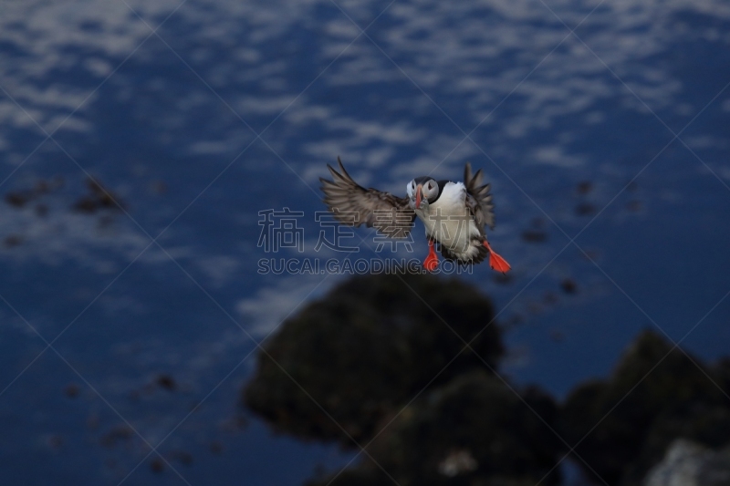 冰岛国,角嘴海雀,大西洋海雀,水,美,水平画幅,鸟类,大西洋,拉特拉尔角,石材