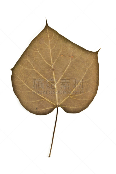 南,自然,垂直画幅,白色,绿色,无人,叶子,摄影