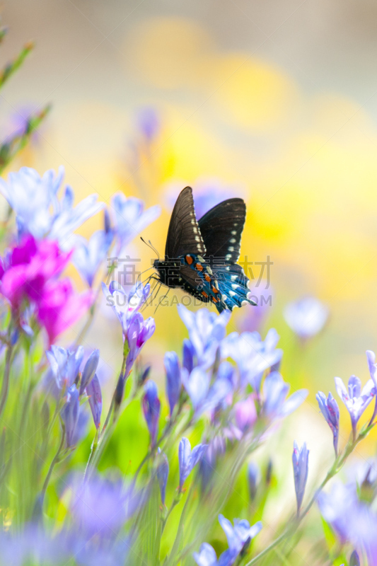 蝴蝶,熏衣草,pipevine swallowtail butterfly,垂直画幅,绿色,无人,紫色,黄色,花粉,薰衣草色