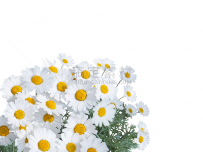 白色,角落,黄色,雏菊,美,贺卡,车轮,水平画幅,无人,夏天