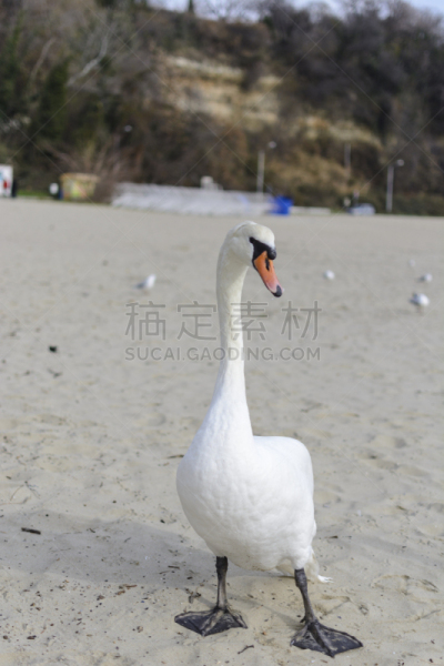 海滩,天鹅,注视镜头,垂直画幅,水,天空,美,符号,鸟类,户外