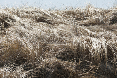 cordgrass,海湾,留白,巴恩斯特布尔县,水平画幅,柯德角,无人,户外,海滩,沙丘