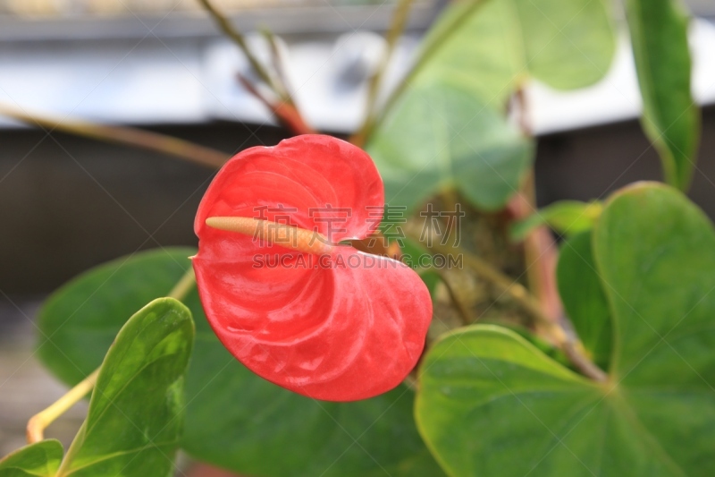 花烛属,塑料温室,天南星科,热带灌木,室内植物,植物园,自然,水平画幅,绿色,无人