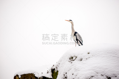 雪,白色,冷,风,冬天,灰色苍鹭,水,美,水平画幅,鸟类