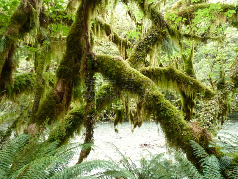 苔藓,milford track,勒马前行,自然,水平画幅,绿色,夏天,户外,野生植物,新西兰