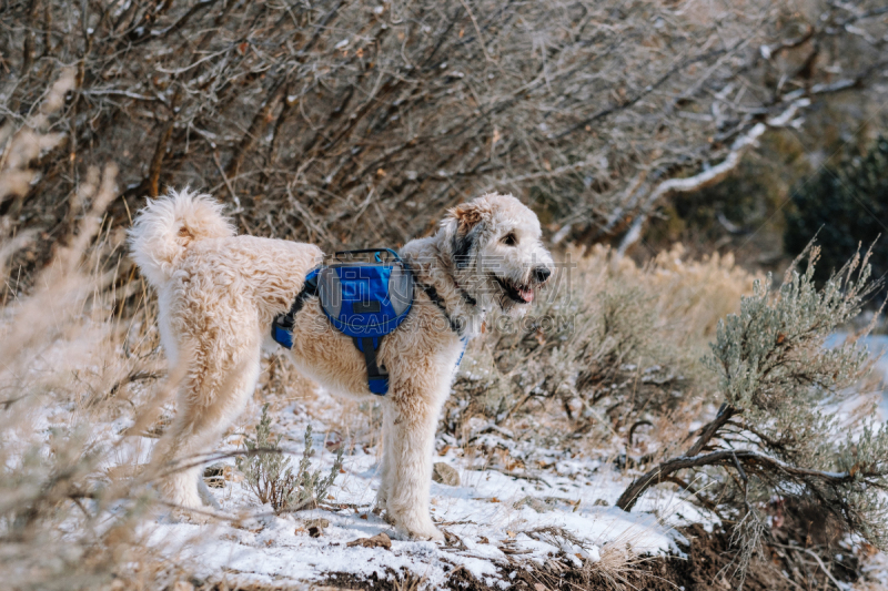 雪,狗,背包,徒步旅行,可爱的,寒冷,纯种犬,法兰德斯畜牧犬,肖像,哺乳纲