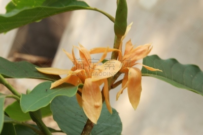 玉兰类,白兰花,3到4个月,夏天,春天,黄色,芳香的,植物学,自然,图像