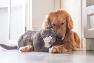 金毛寻回犬,猫,宠物,可爱的,英国长毛猫,狗,间隔休息,寻回犬,斯班尼犬,猎犬