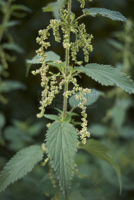 刺荨麻,垂直画幅,无人,纤维,维生素,夏天,户外,特写,白色,植物