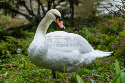 天鹅,白色,自然,宁静,喙,颈,水平画幅,动物,鸟类,草