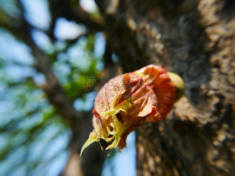 炮弹果属,水平画幅,素食,无人,南瓜,生食,营养品,特写,泰国,奇恩根