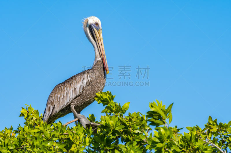 棕色鹈鹕,树梢,天空,褐色,食肉鸟,水平画幅,无人,格里尔,鸟类,动物身体部位