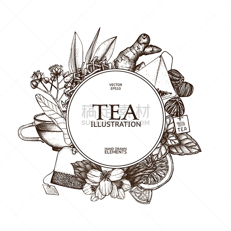 茶树,背景,草图,华丽的,茶,欧锻树,甘菊花,茉莉,绘画插图,茶碟