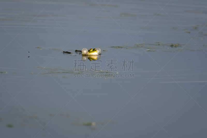 青蛙,欧洲,湖,草,野生动物,水平画幅,生物,植物的组成部分,无人,动物习性