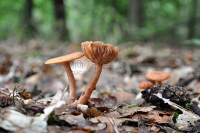 菌腮,一对,crimini mushroom,透明,基粒间片层,植物叶柄,褐色,水平画幅,正下方视角,生物