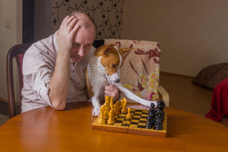国际象棋,中老年男人,狗,巴辛吉,下一个,水平画幅,进行中,智慧,梗犬,古老的
