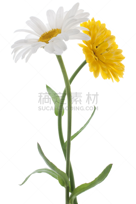 雏菊,春白菊花,野金盏花,茼蒿菊,垂直画幅,无人,夏天,特写,两个物体,花束