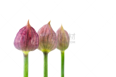 细香葱,花蕾,植物群,白色背景,分离着色,手部骨骼,萼片,雄蕊,美,留白