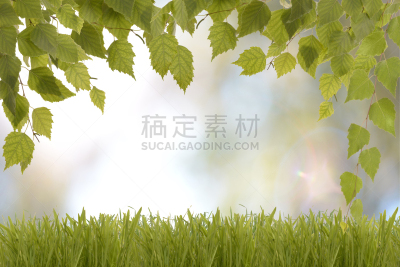夏天,春天,日光,白昼,抽象背景,森林,天空,水平画幅,枝繁叶茂,无人