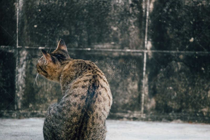 被抛弃的,猫,格林威治村,社区,流浪动物,斑纹猫,在下面,水平画幅,可爱的