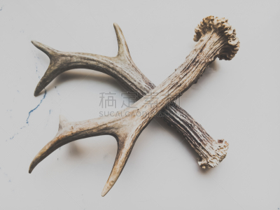 鹿角,轻的,背景,横越,生物学,自然,动物主题,白色背景,波兰,野生动物