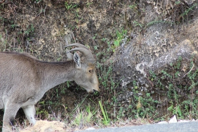 nilgiri tahr,野山羊,野生山羊,水平画幅,大角羊,动物身体部位,野外动物,威尔士山绵羊,塔尔羊