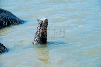 幸福,象,河流,印度音乐,亚洲象,动物躯干,长牙,美,公园,水平画幅