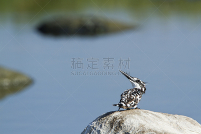 翠鸟,斯里兰卡,杂色翠鸟,自然,野生动物,水平画幅,无人,鸟类,观鸟,印度次大陆