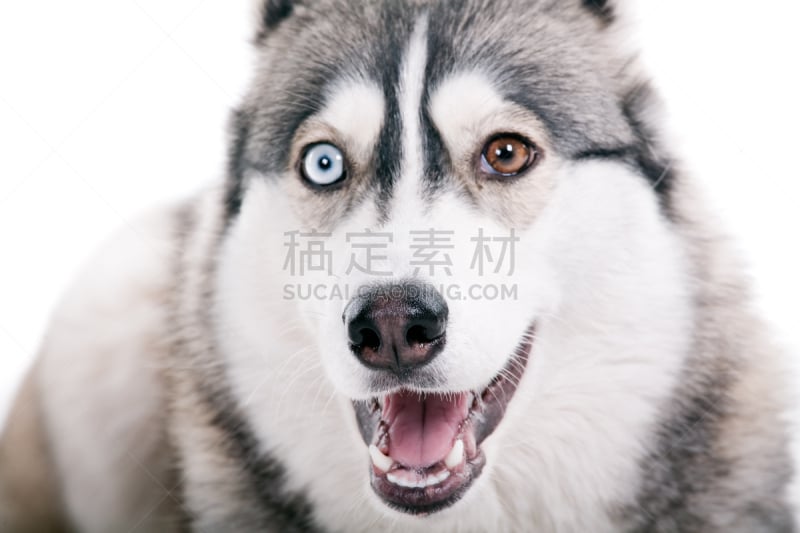 狗,白色背景,爱斯基摩犬,西伯利亚哈士奇犬,纯种犬,水平画幅,可爱的,小狗,犬科的,哺乳纲