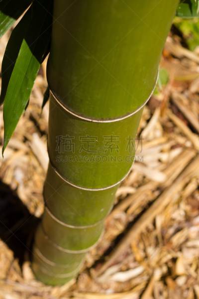 竹,温斯顿塞伦,北卡罗来纳,垂直画幅,图像聚焦技术,选择对焦,绿色,无人,户外,特写