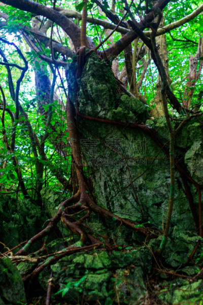 垂直画幅,贝壳,冲绳县,石灰石,户外,常春藤,植物,热带气候,风景,叶子