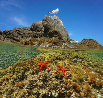 地中海,水下,海鸥,星星,红海,玫瑰,赫罗纳省,野生动物,水面,海星