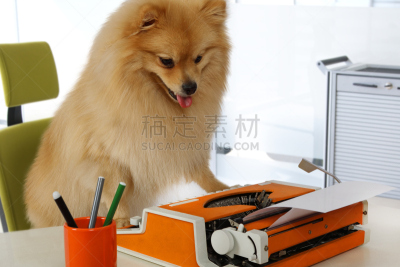 打字机,博美犬,幽默,可爱的,纯种犬,狗,脊椎动物,哺乳纲,哈巴狗,小的